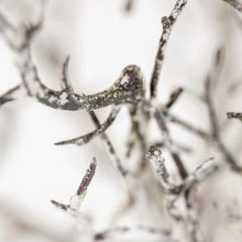 Load image into Gallery viewer, Faux Hawthorn Winter Branch White Washed Artificial Twig For Vase Floral Arrangement Christmas Branches Seasonal Stems