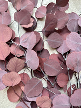 Load image into Gallery viewer, Real Preserved Eucalyptus Populus Bunch Burgundy Everlasting Greenery Dried Silver Dollar Foliage Red Leaves Length approx 50-60cm