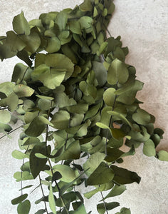 Real Preserved Eucalyptus Cinerea Bunch Everlasting Greenery Dried Foliage Leaves Moss Green Colour Length approx 70cm