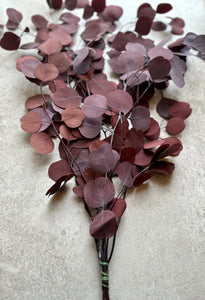 Real Preserved Eucalyptus Populus Bunch Burgundy Everlasting Greenery Dried Silver Dollar Foliage Red Leaves Length approx 50-60cm