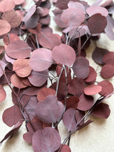 Load image into Gallery viewer, Real Preserved Eucalyptus Populus Bunch Burgundy Everlasting Greenery Dried Silver Dollar Foliage Red Leaves Length approx 50-60cm