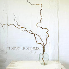 Load image into Gallery viewer, Contorted Hazel Corylus Branches Curly Tall Twigs For Vase Corkscrew Natural Twisted Stems Minimalist Japandi Decor Wabi Sabi 90-100cm Long