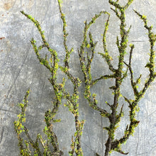 Load image into Gallery viewer, Artificial Mossed Branch Faux Woodland Moss Textured Woody Stem Natural Look Realistic Twig With Fake Green Moss For Floral Displays