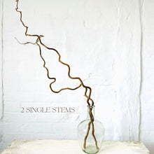 Load image into Gallery viewer, Contorted Hazel Corylus Branches Curly Tall Twigs For Vase Corkscrew Natural Twisted Stems Minimalist Japandi Decor Wabi Sabi 90-100cm Long