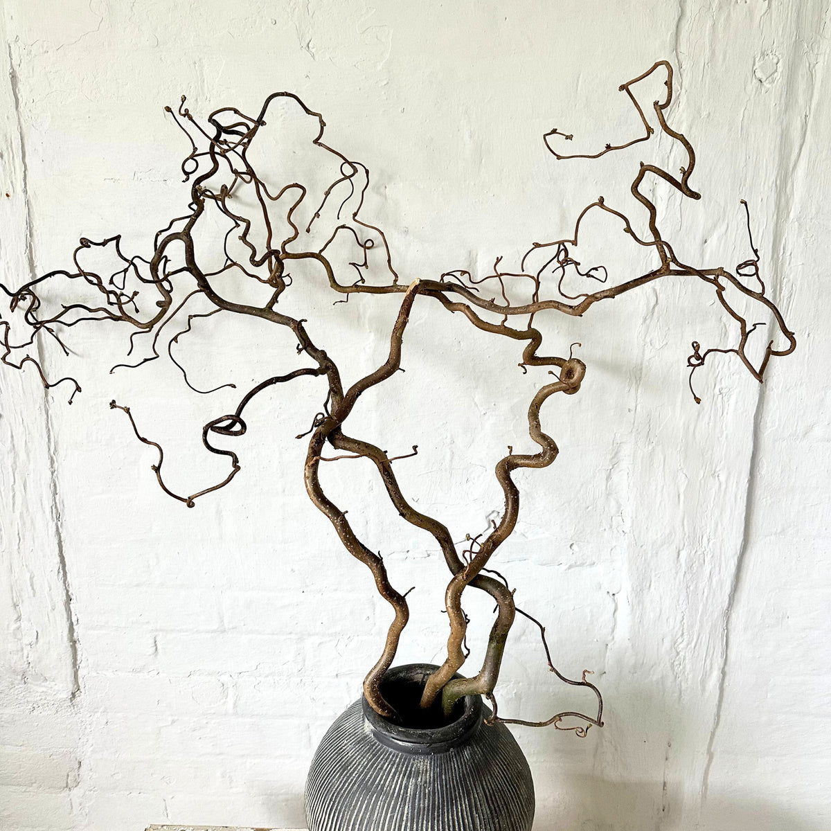 Contorted Hazel Corylus Tree Branches XXL Curly Twigs Corkscrew Branched Twisted Stems Minimalist Decor Wabi Sabi Spring Twigs For Tall Vase