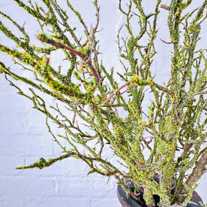 Artificial Mossed Branch Faux Woodland Moss Textured Woody Stem Natural Look Realistic Twig With Fake Green Moss For Floral Displays Autumn