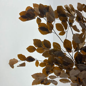 Real Preserved Beech Branches Autumn Leaves Dried Dark Brown Autumnal Foliage Leaves Autumn Bouquet Dried Vase Arrangement