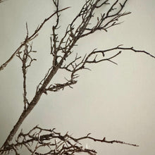 Load image into Gallery viewer, Artificial Winter Hawthorn Branch – 100cm Brown Faux Twig for Seasonal Vase Arrangements