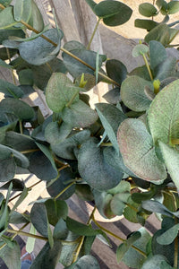 Artificial Eucalyptus Stem Faux Greenery Branch Real Touch Eucalyptus Cinerea for Home Decor Bouquets and Floral Arrangements
