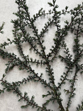 Load image into Gallery viewer, Fresh Cedar Branches Tall Evergreen Christmas Foliage For Wreath Making Greenery Festive Flower Arrangements Natural Winter Decor Christmas