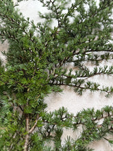 Load image into Gallery viewer, Fresh Cedar Branches Tall Evergreen Christmas Foliage For Wreath Making Greenery Festive Flower Arrangements Natural Winter Decor Christmas