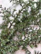 Load image into Gallery viewer, Fresh Cedar Branches Tall Evergreen Christmas Foliage For Wreath Making Greenery Festive Flower Arrangements Natural Winter Decor Christmas
