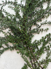 Load image into Gallery viewer, Fresh Cedar Branches Tall Evergreen Christmas Foliage For Wreath Making Greenery Festive Flower Arrangements Natural Winter Decor Christmas