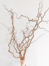 Load image into Gallery viewer, Twisted Hazel Branches Corylus Branches Curly Twigs Corkscrew Natural Stems Christmas Tree Decor Wabi Sabi Dry Twigs For Vase