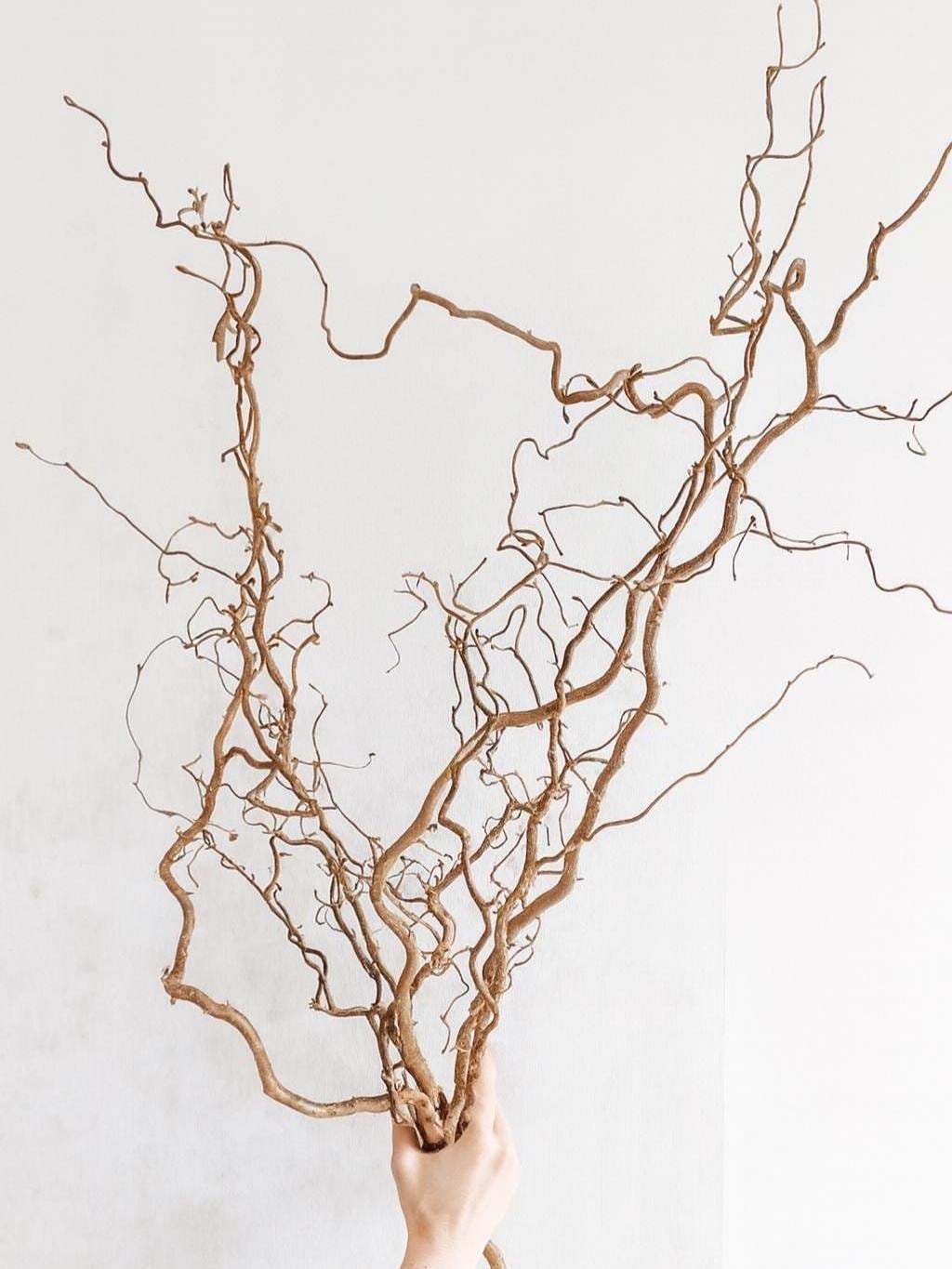 Twisted Hazel Branches Corylus Branches Curly Twigs Corkscrew Natural Stems Christmas Tree Decor Wabi Sabi Dry Twigs For Vase
